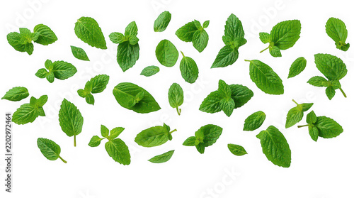 A scattered arrangement of numerous fresh green mint leaves, meticulously placed on a sterile transparent background, creating a visually appealing organic pattern.