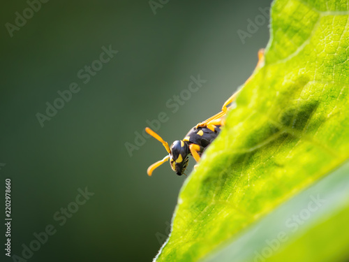 Фотография Wasp on a leaf