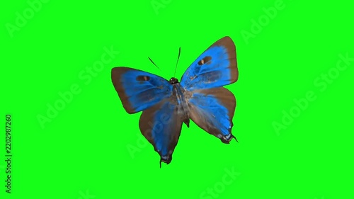 Blue Butterfly Flapping Wings Flying in Place on Green Screen Chroma Key