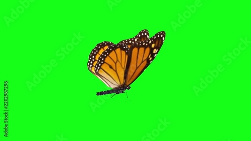 Monarch Butterfly Flapping Wings Flying on Green Screen Chroma Key