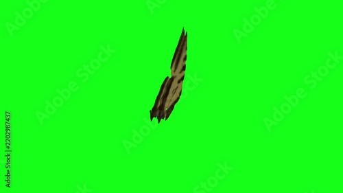 Yellow Swallowtail Butterfly Flapping Wings Flying on Green Screen Background