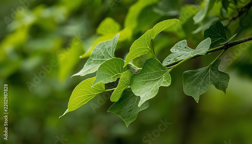 Close up of vibrant green leaves on a tree branch with a soft blurred natural forest background