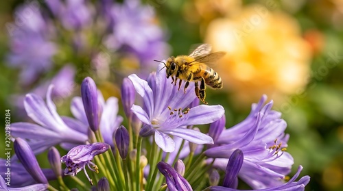 Honeybee foraging on purple agapanthus flowers in a sunlit garden