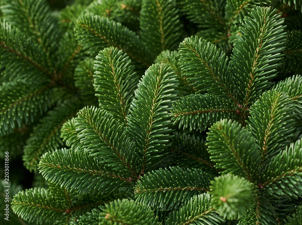 Obraz premium Close up dense fir tree branches with layered green needles and natural texture, detailed evergreen foliage forming a lush coniferous botanical background