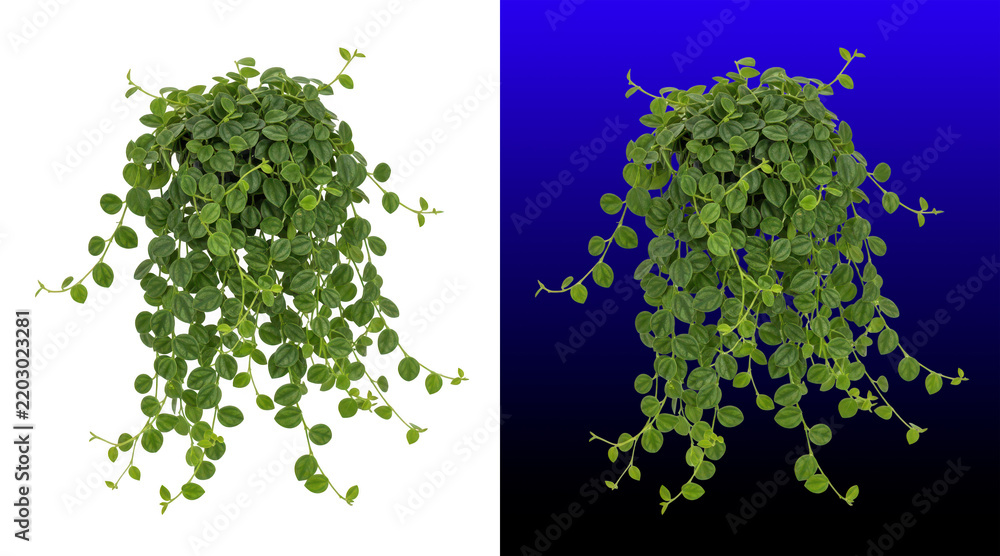 Obraz premium Lush green trailing pothos plant hanging decoration