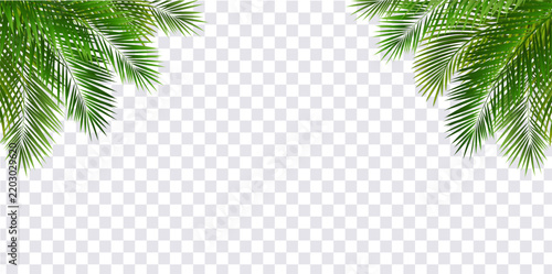 Tropic Frame Border Isolated Transparent Background