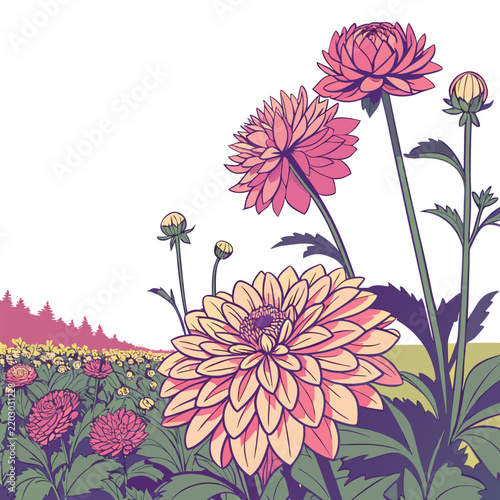 dahlia field landscape colorful on white background