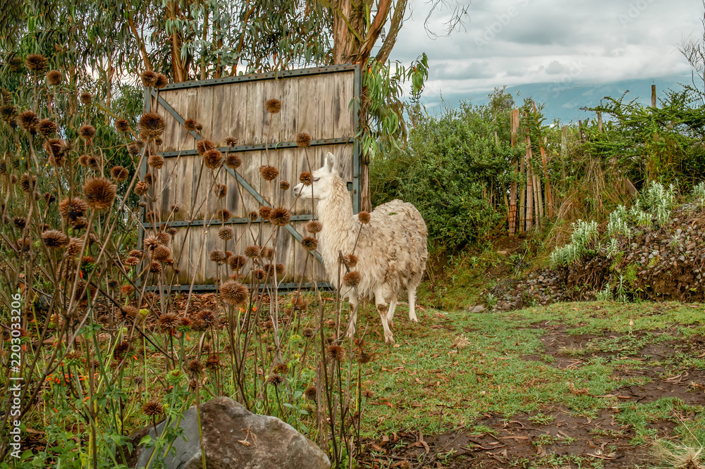 Fototapeta premium Llama in Cuevas del Ilaló, Tumbaco, Ecuador. January 20, 2023. An intimate portrait of a llama standing in a lush rural garden featuring wildflowers and native vegetation.