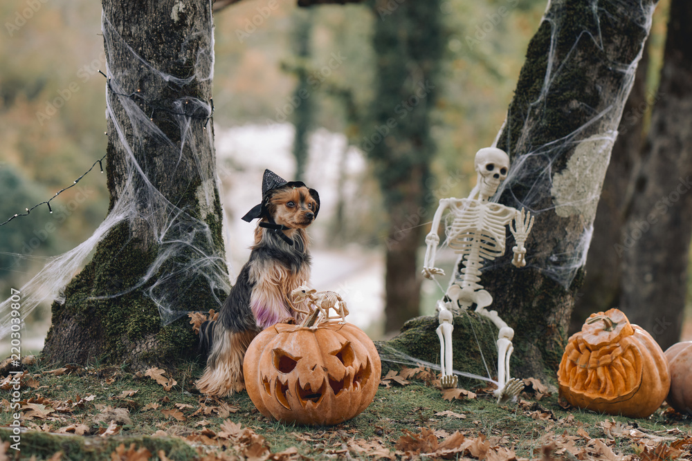Obraz premium Yorkshire Terrier wears a witch hat while sitting on a carved pumpkin outdoors. Skeleton, cobwebs and old forest trees form a festive spooky backdrop.