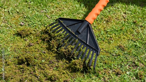 Hand rake removing moss from lawn