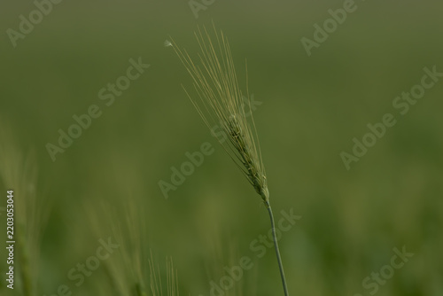 green wheat field