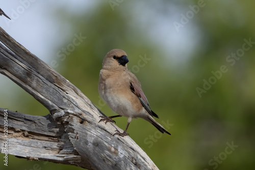 Bird on the branch