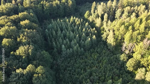 Fresh clean air and greenery in a healthy forest