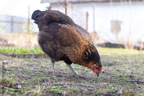 фотографія Hen pecking ground in rural farmyard
