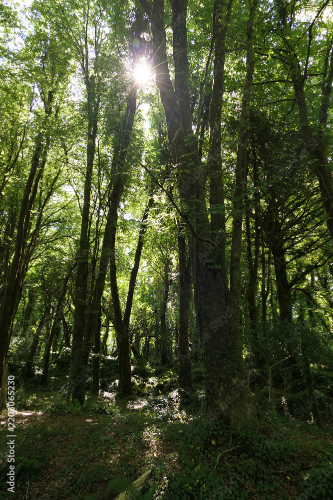 Obraz premium Irish Forrest in summer