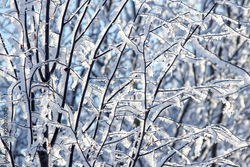 Dense tangle of snow-covered branches in winter