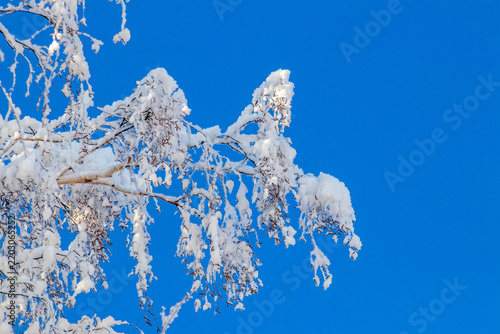 Snow-covered birch branches against bright blue sky