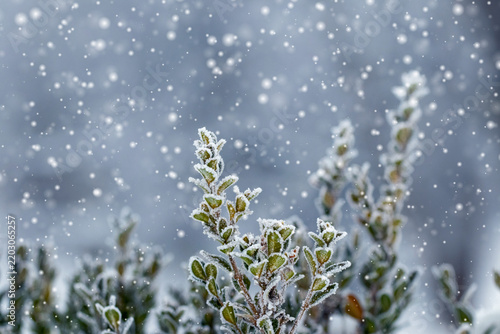 Snow falling on evergreen shrub in winter