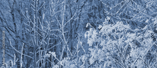Frosty winter forest with rime on branches