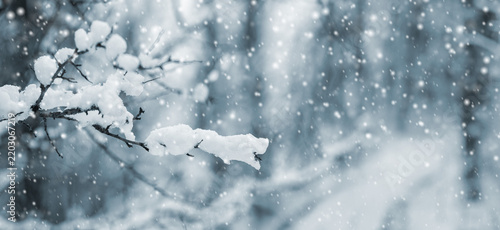 Snow-covered branch during snowfall in winter forest