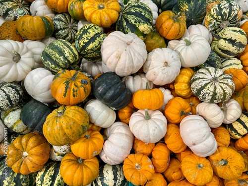 pumpkins for sale at market. Assorted Pumpkins and Gourds Displayed at Market