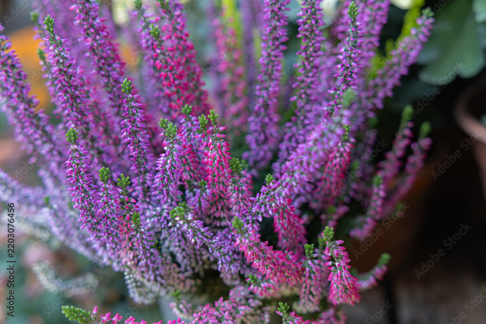 Obraz premium Close up of colorful blooming heather calluna flowers with purple pink and yellow green branches