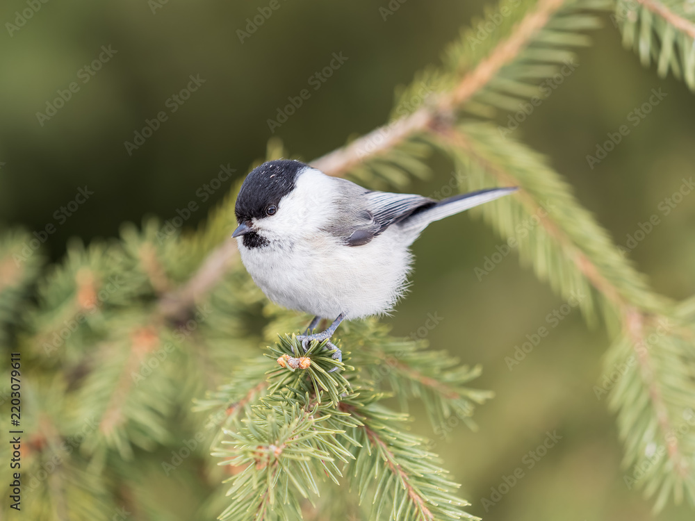 Obraz premium Cute bird the willow tit, song bird sitting on the fir branch