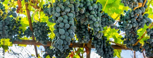 Ripe grapes