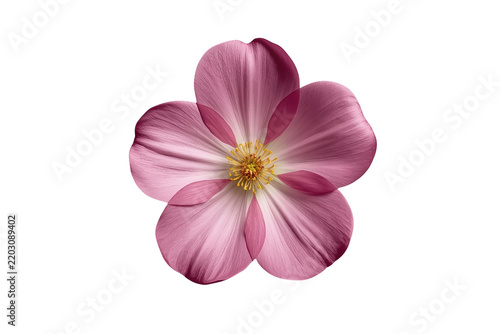 Elegant single delicate pink flower front view