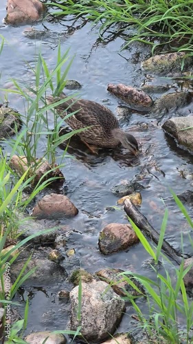 The ducks are swimming in the river