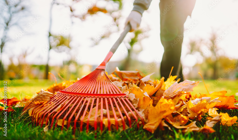 Obraz premium Person rakes fallen yellow and orange leaves from a park lawn. A volunteer rakes up bright autumn leaves on a sunny day. Cleanup and ecology concept.
