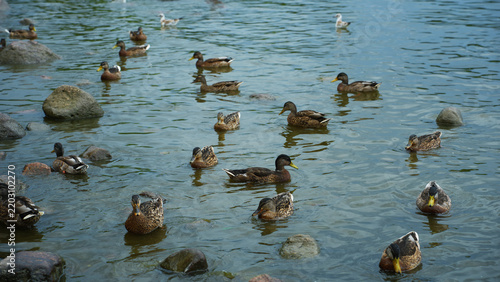 Flock of mallard ducks swimming in water among stones