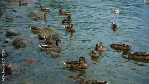 Flock of mallard ducks swimming in water among stones