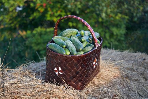 Green cucumbers are collected in a plastic basket