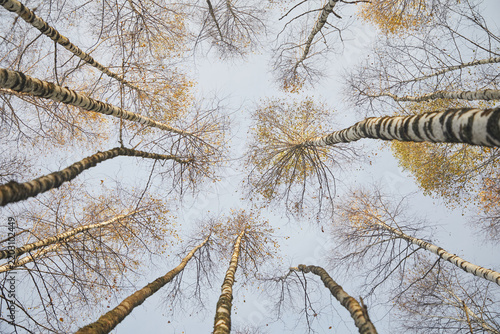 A view of the sky in a birch forest in late autumn