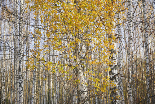 Landscape of birch forest in late autumn, close-up