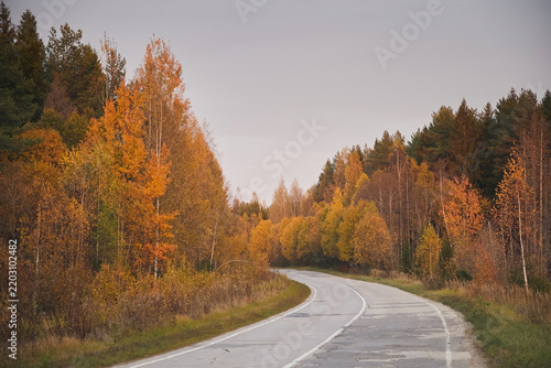 A road made of concrete slabs in an autumn forest