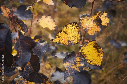 Autumn leaves of yellow and black color, close-up