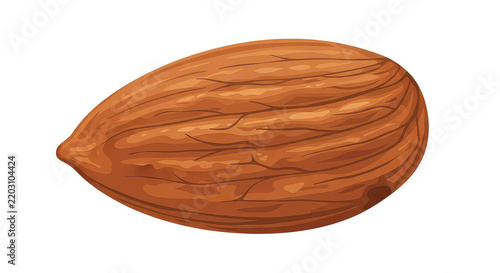 Single raw almond nut isolated on white background