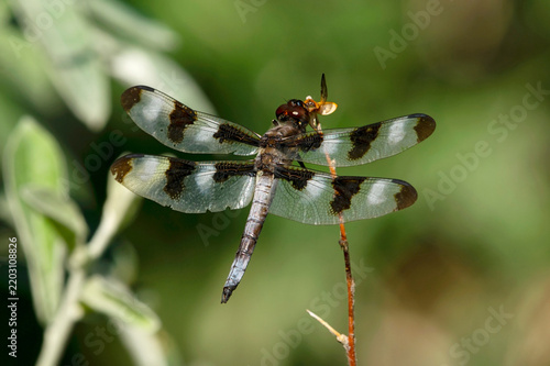 Twelve-spotted Skimmer perched in Idaho