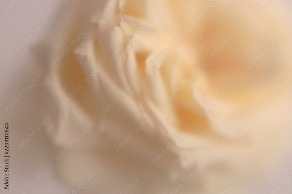 Obraz premium Smoke selected soft focus cream beige white Rose Flower bud Petals through translucent matte frosted glass. Abstract natural blurred grain light fog background.