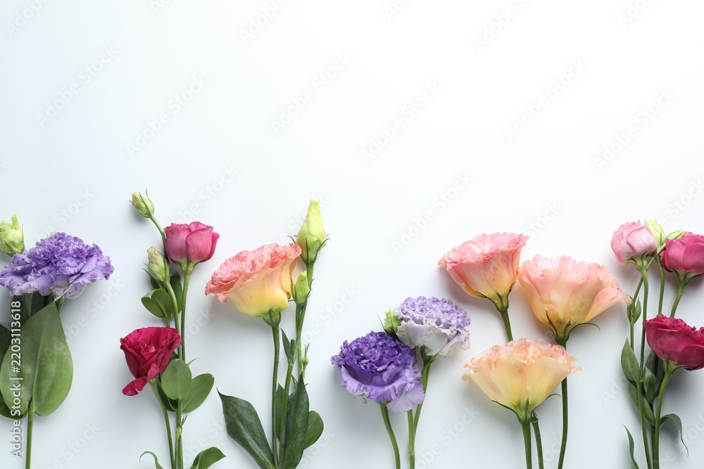 Fototapeta premium Beautiful eustoma flowers on white background, flat lay. Space for text