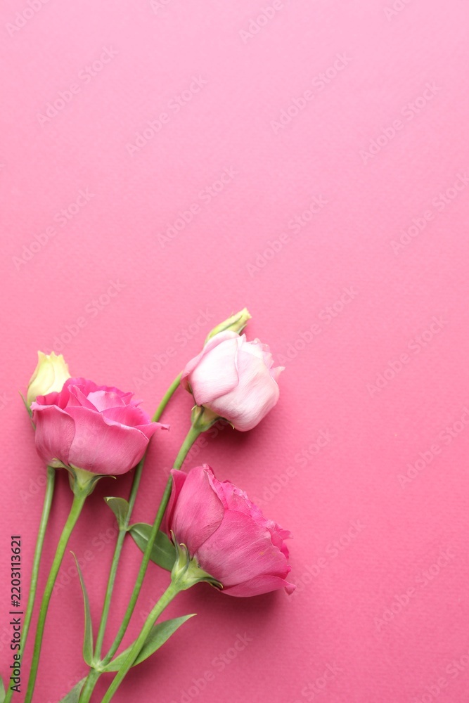 Fototapeta premium Beautiful eustoma flowers on pink background, flat lay. Space for text