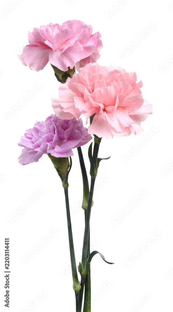 Fototapeta premium Beautiful blooming carnation flowers isolated on white