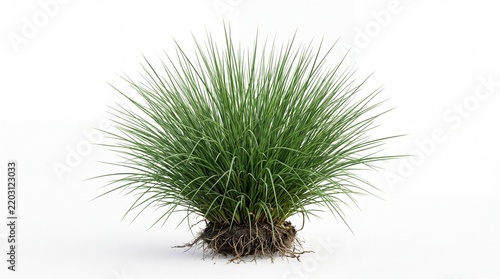 green grass isolated on white background