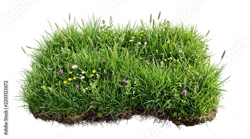 grass isolated on white background