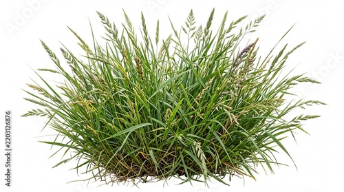 grass isolated on white background