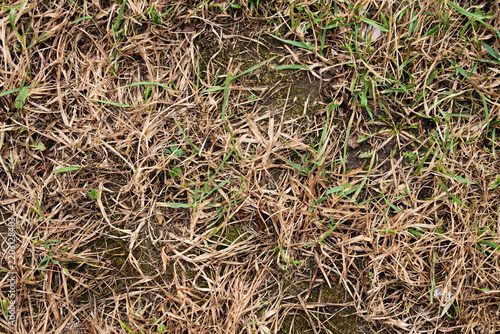 Agricultural soil background with remains of last year's harvest and emerging new growth