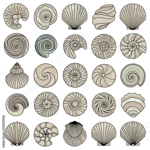 Collection of Assorted Seashell Illustrations Isolated on Transparent Background