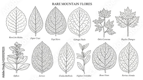 Collection of Botanical Illustrations of Various Mountain Leaves Isolated on Transparent Background